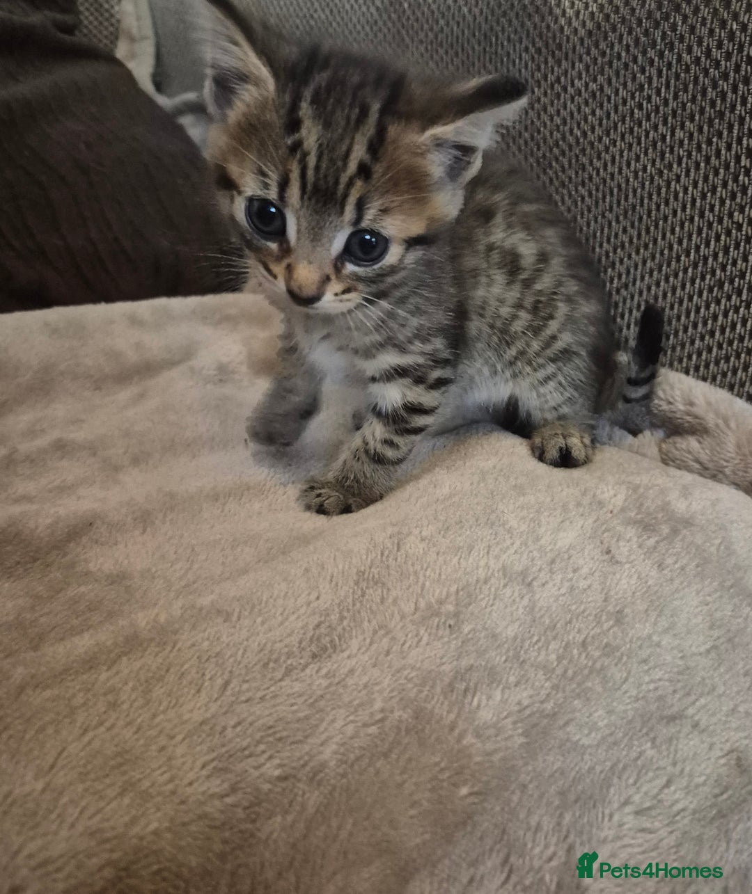 Mixed Breed cats for sale: kittens for sale  - Image 6