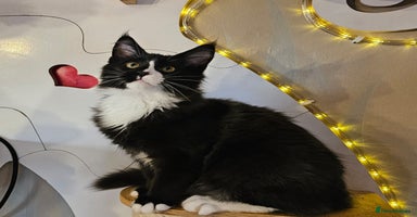 Maine Coon cats BLACK AND WHITE Maine Coons  - Advert 4