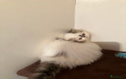 Persian cats for sale: Quality GCCF Registered Pure Persian Kittens  - Image 4