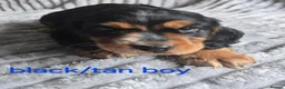 Cocker Spaniel dogs for sale: Beautiful working cocker spaniel puppies  - Advert 5
