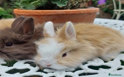 Mini Lop rabbits for sale: PUREBRED DOUBLE/ TEDDY LION HEAD BABIES  - Image 1