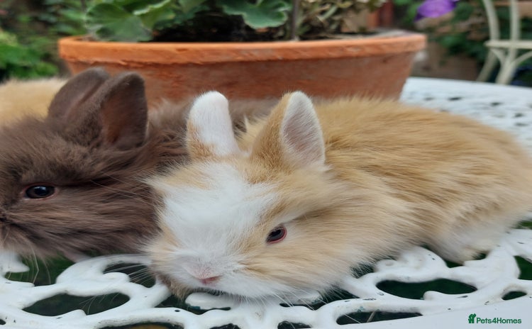 Mini Lop rabbits - Advert 5