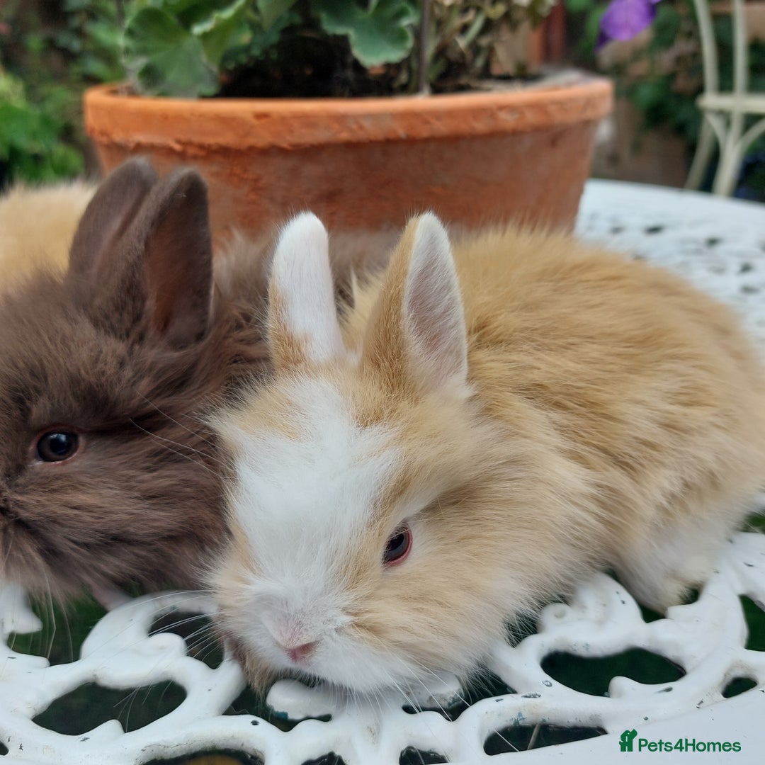Mini Lop rabbits for sale: PUREBRED DOUBLE/ TEDDY LION HEAD BABIES  - Image 1