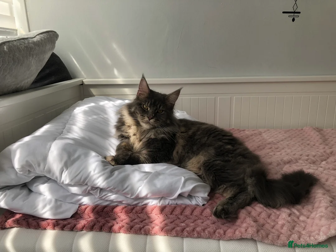Maine Coon cats for sale: Beautiful Female Mainecoon - Advert 5