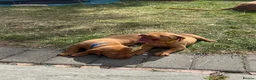 Hungarian Vizsla dogs for sale: Adorable Hungarian Vizsla Pups in Southport - Advert 6