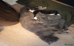 Mixed Breed cats for sale: 3 boys and 1 girl - Image 5
