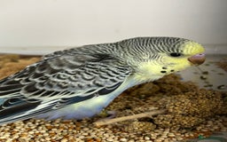 Budgerigars birds for sale: Budgerigars for sale mixed ages mixed genders - Image 7