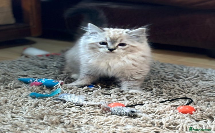 Ragdoll cats Stunning Ragdoll kittens available now - Advert 2