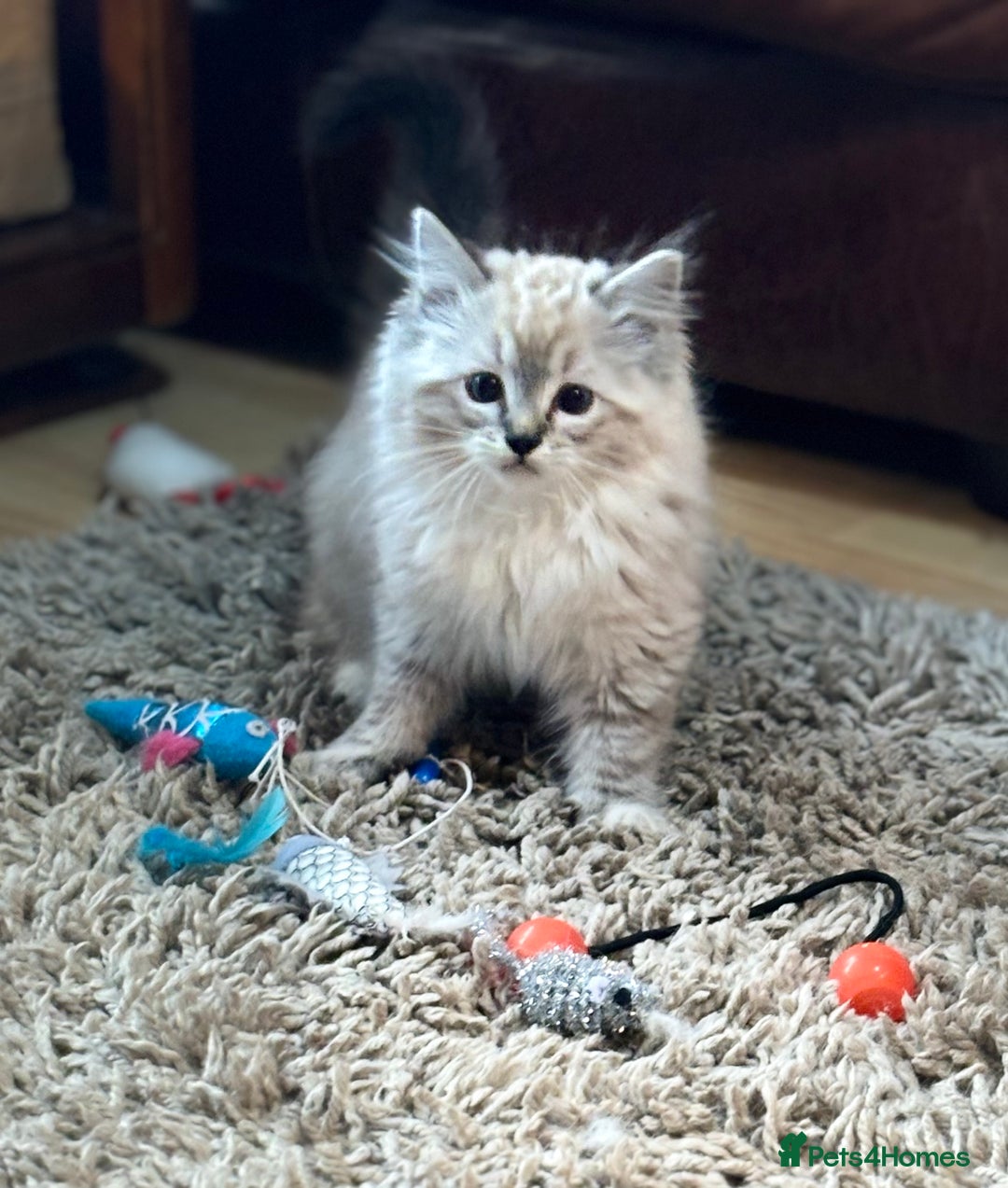 Ragdoll cats for sale: Stunning Ragdoll kittens available now - Advert 1