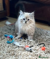 Ragdoll cats Stunning Ragdoll kittens available now - Advert 3