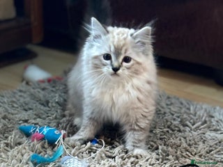 Ragdoll cats Stunning Ragdoll kittens available now - Advert 1