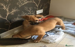 Mixed Breed dogs for sale: Belgian Malanois X American Bulldog  - Image 2