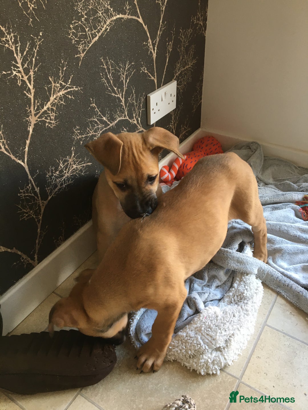 Mixed Breed dogs for sale: Belgian Malanois X American Bulldog  - Image 2