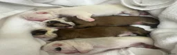 English Bulldog dogs for stud: Britishpride stud  - Advert 21