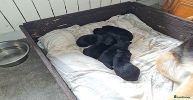 German Shepherd dogs in Lockerbie - Advert 6