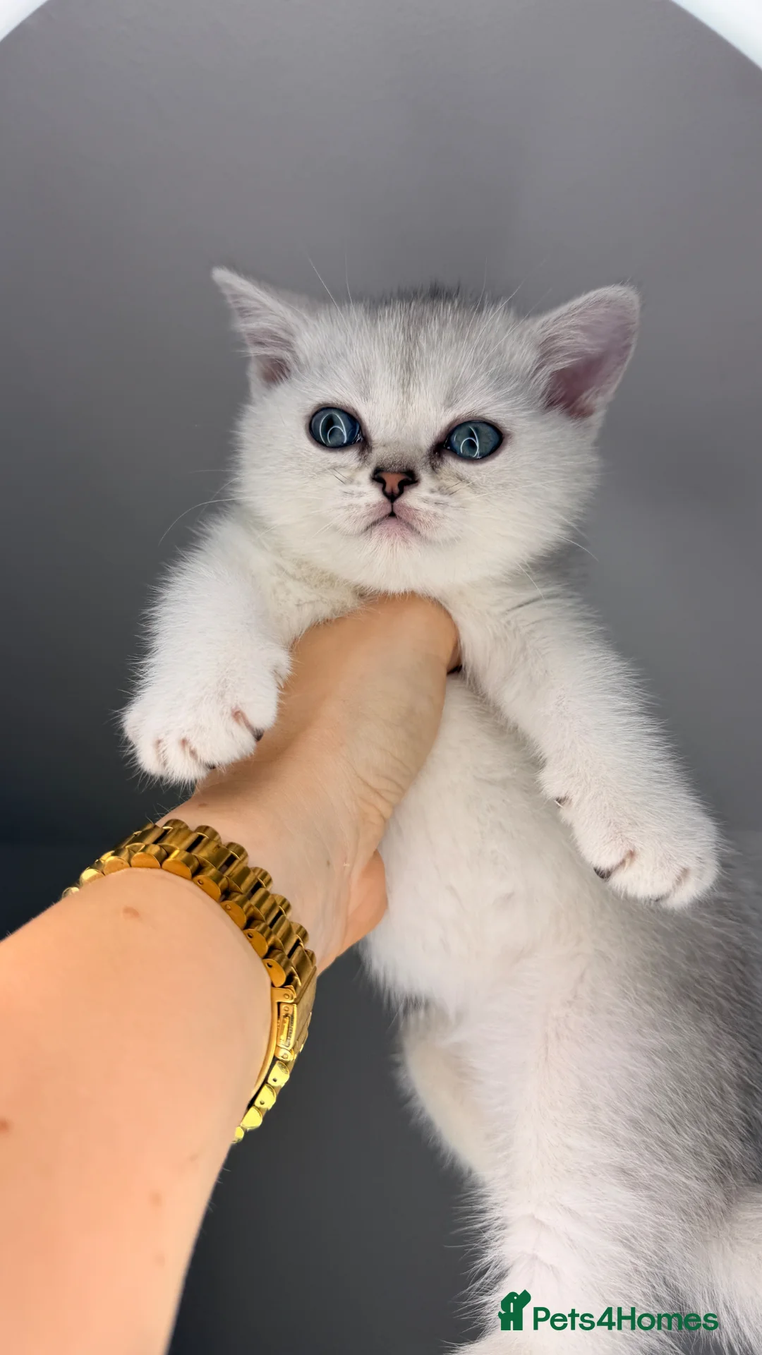 Scottish Fold cats for sale: Ocean-blue eyes Scottish Folds/Straight - Advert 2