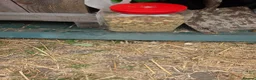 Mixed Breed rabbits for sale: Two brothers still only young - Advert 3