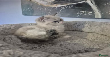 Siberian cats - Advert 3