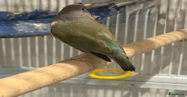 Finches birds gouildan finches available Runcorn  - Advert 4