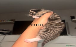 Maine Coon cats for sale: Mainecoon X Siberian  - Image 3
