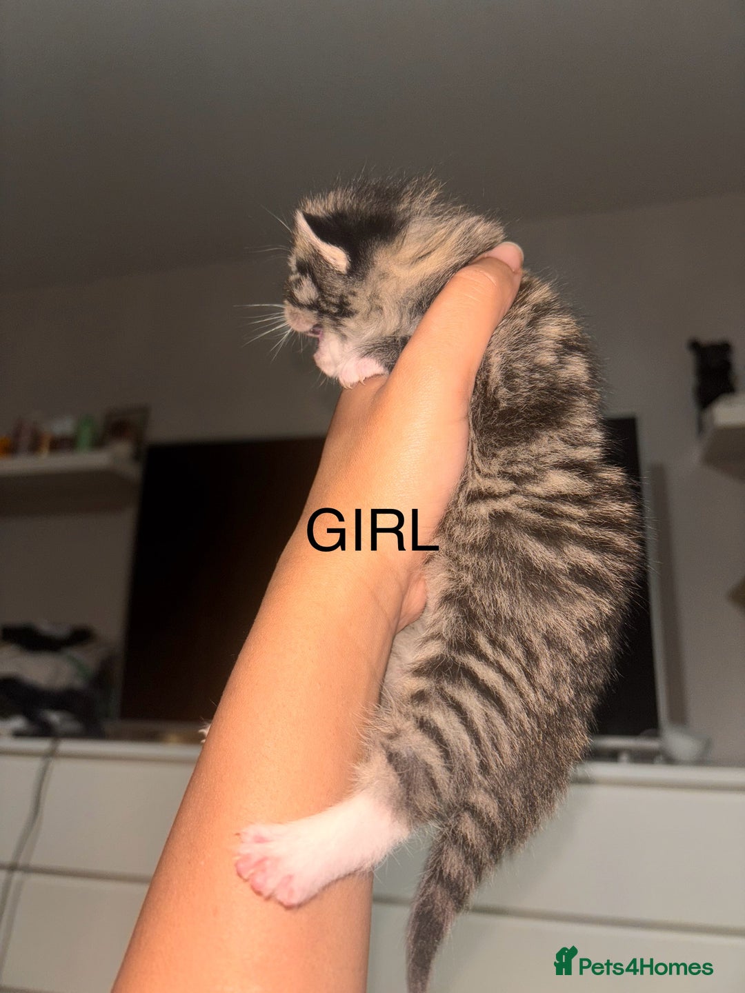 Maine Coon cats for sale: Mainecoon X Siberian  - Image 3