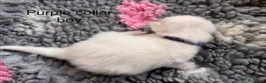 Purple collar boy
