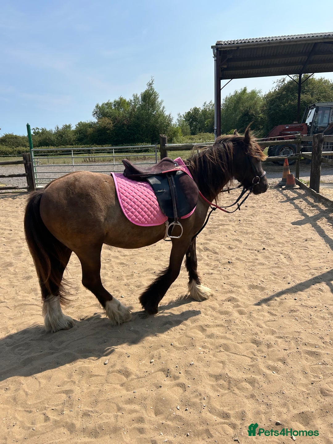 Irish Cob horses for sale: Very soft boy  - Image 1