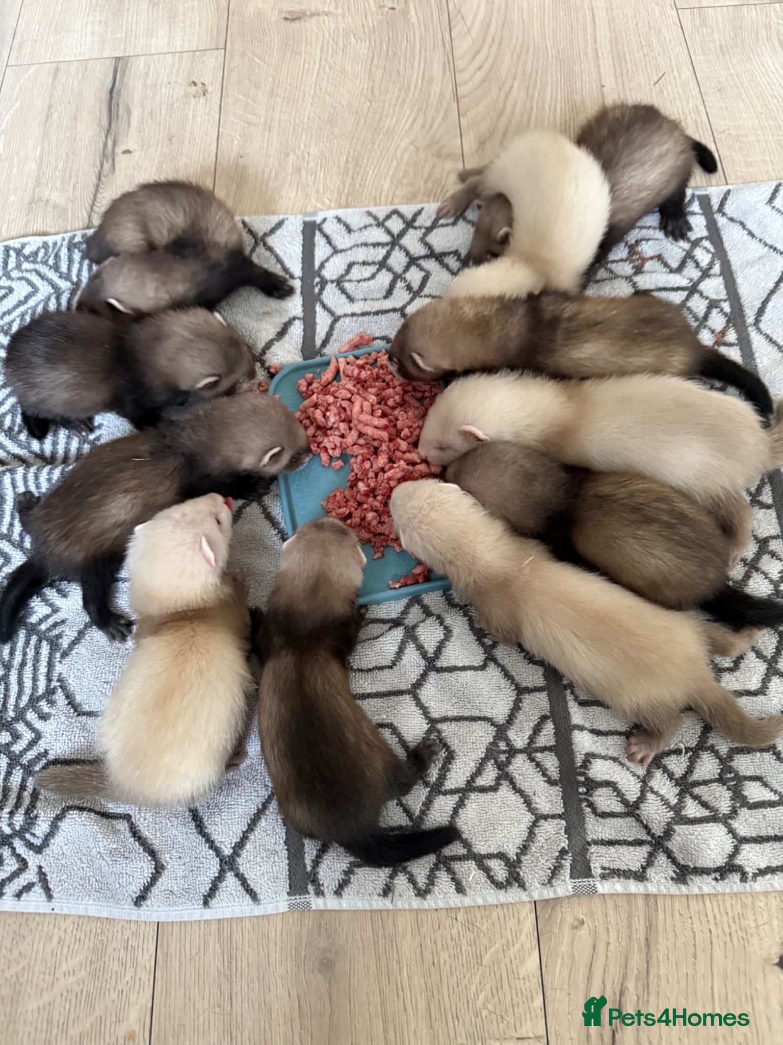 Ferret rodents for sale: Ferret kits ready in 2-3 weeks - Advert 1