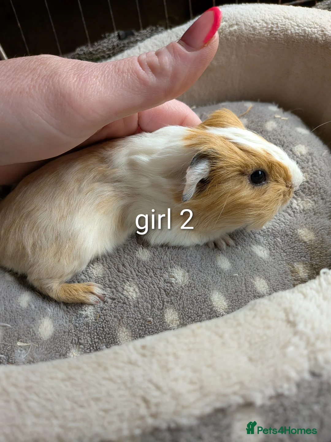 Guinea Pig rodents for sale: Baby girl and boy guinea pigs  - Advert 4