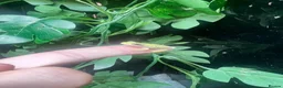 Frog reptiles for sale: Various dart frogs and tree frogs  - Advert 12