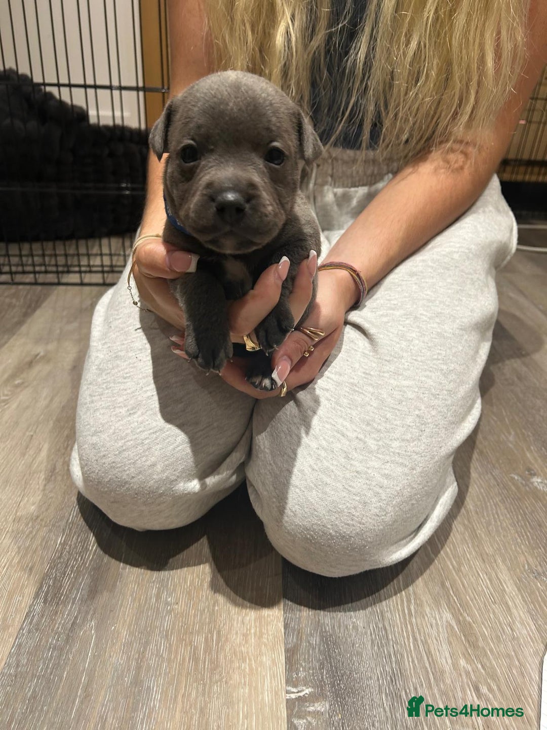 Staffordshire Bull Terrier dogs for sale: Beautiful Full Blue Staffordshire Puppies for sale - Image 12