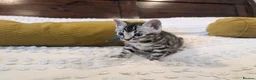 Bengal cats for sale: 🖤🩶🤍 Stunning Bengal Kittens 🤍🩶🖤 - Advert 17