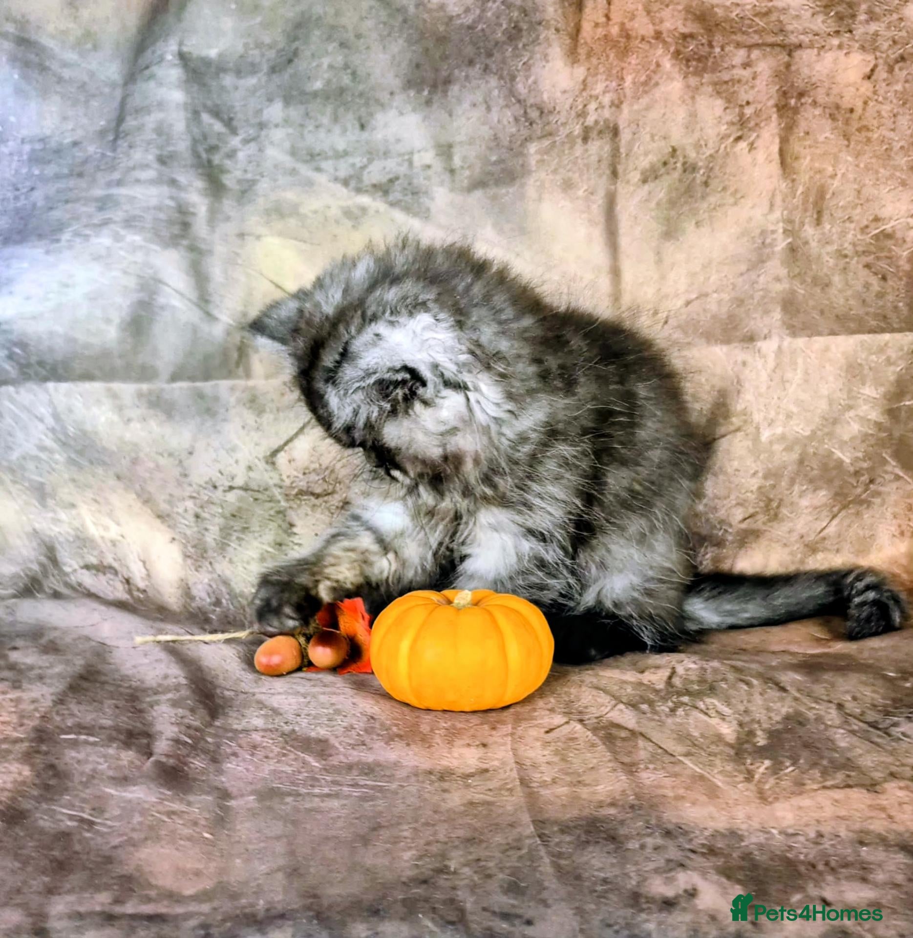British Shorthair cats for sale: Gccf Reg British Longhair boys - Advert 9