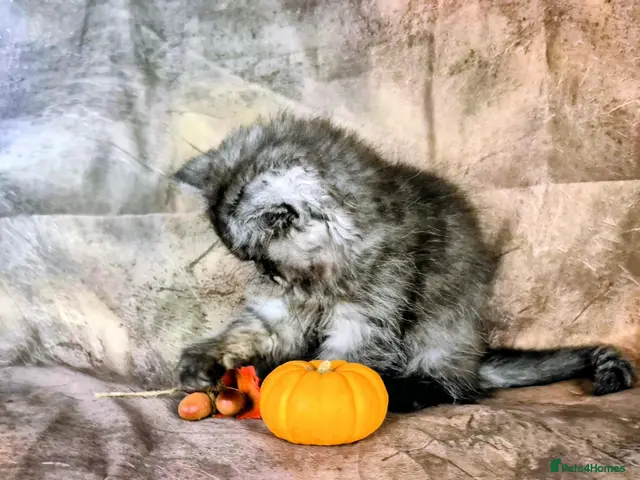 British Shorthair cats for sale: Gccf Reg British Longhair boys - Advert 9