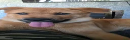 German Shepherd dogs for sale: Need to rehome in Wolverhampton - Advert 3