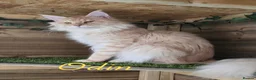 Maine Coon cats for sale: 🐾 Chunky TICA Registered Maine Coon Kittens 🐾 - Advert 3
