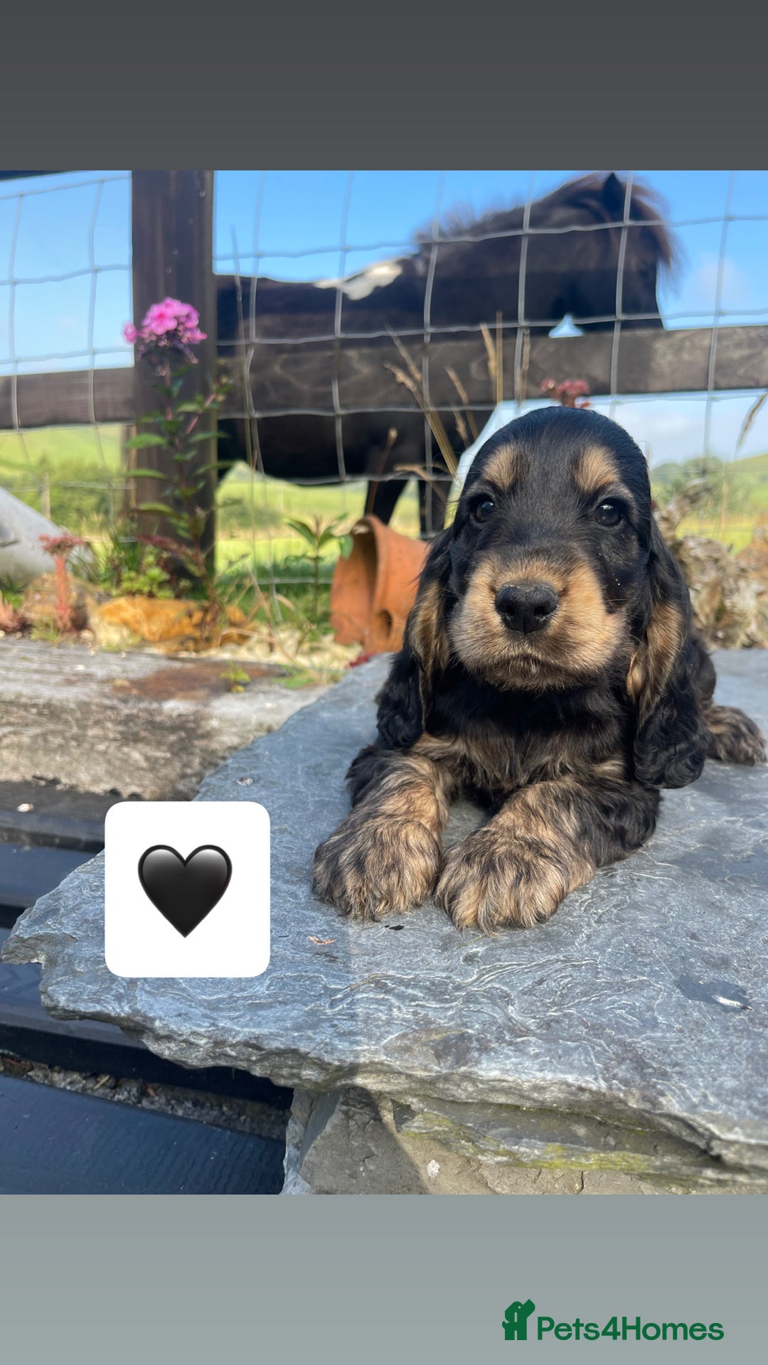 Cocker Spaniel dogs for sale: KC reg & H/Tested Show Cocker Spaniels - Image 9