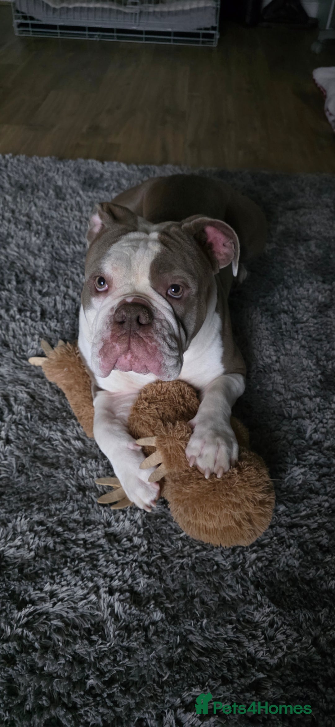 English Bulldog dogs for sale: Old English bulldog female.  - Image 1