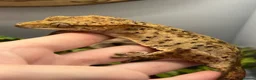 Gecko reptiles for sale: CB22 Adult female Dalmatian Crested Geckos - Advert 2