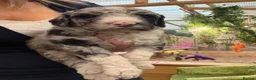 Bernedoodle dogs for sale: F1b Bernedoodle  - Advert 2