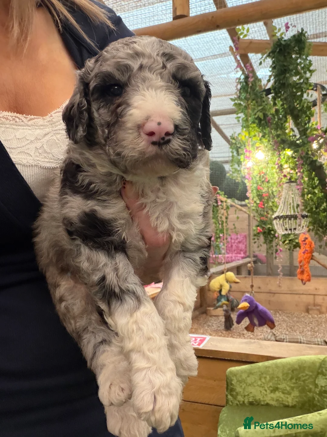 Bernedoodle dogs for sale: F1b Bernedoodle  - Advert 2