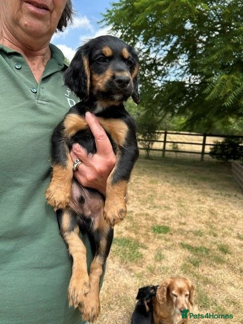 Cocker Spaniel dogs 1 Black & Tan working cocker spaniel dog left.  - Advert 1