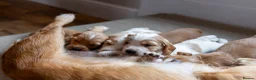 Cocker Spaniel dogs for sale: Beautiful KC Registered Cocker Spaniel Puppies  - Advert 12