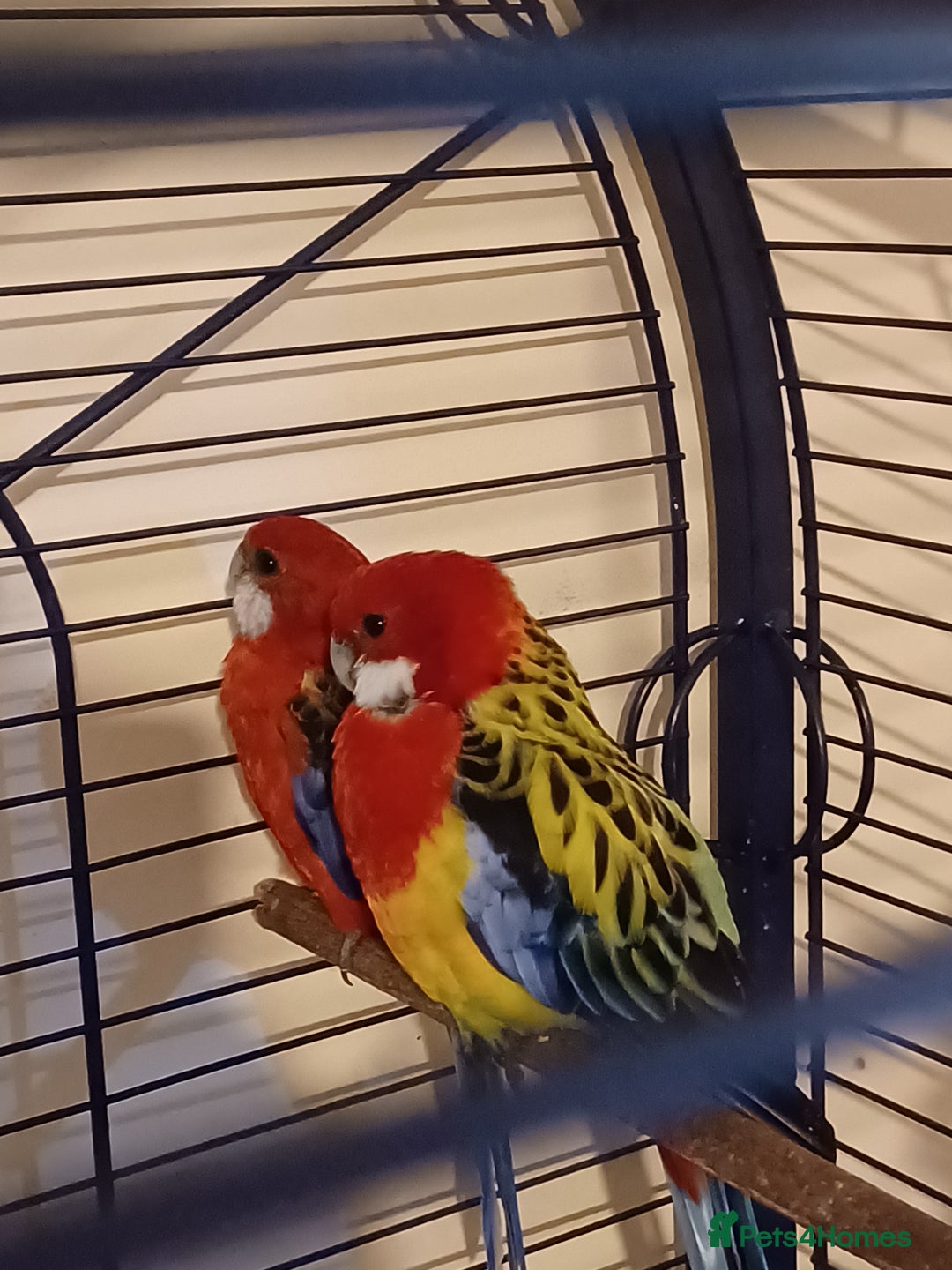 Parrots birds for sale: Breeding pair rozzellas  - Image 3