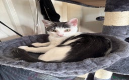 Mixed Breed cats for sale: 2 Grey and White, and 2 Fluffy Grey Kittens - Image 10