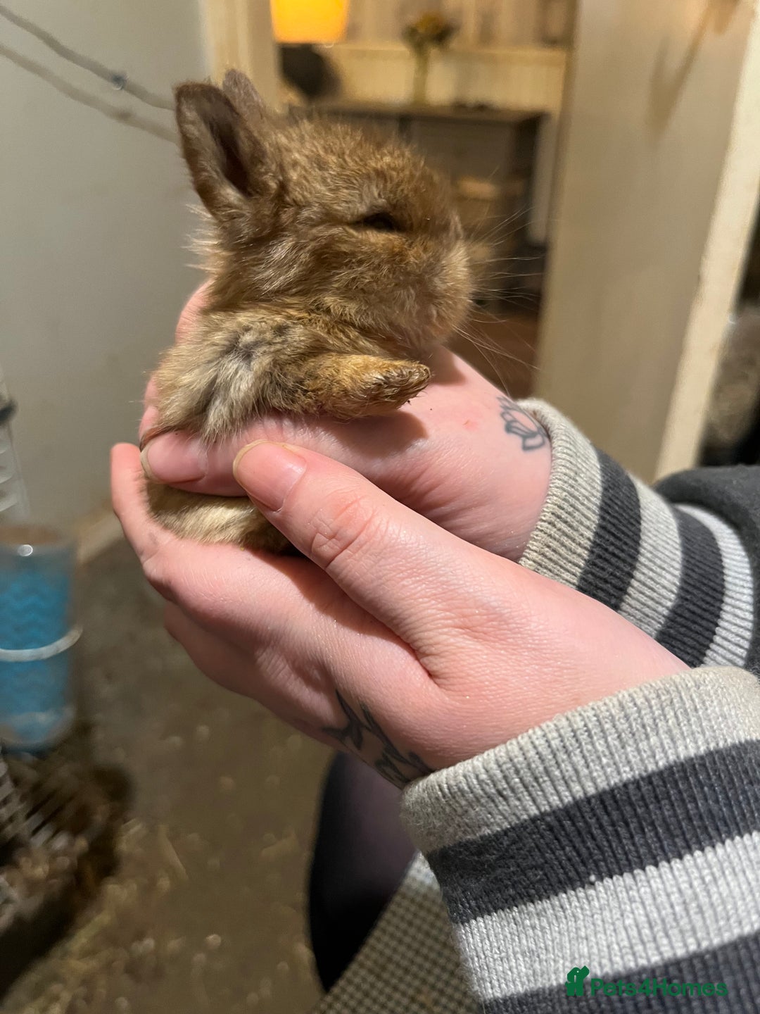 Netherland Dwarf rabbits for sale:  Netherland Dwarf / Minilop - Image 8