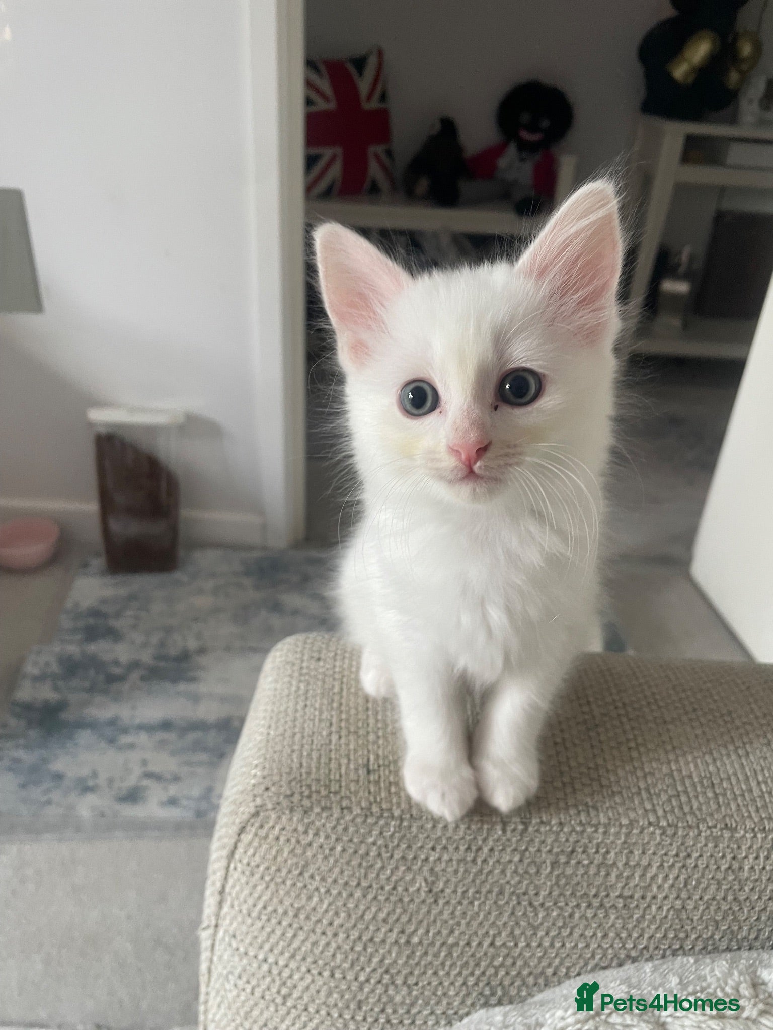 Turkish Angora cats White Kittens  - Advert 1