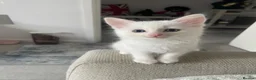 Turkish Angora cats for sale: White Kittens  in Chesham - Advert 1