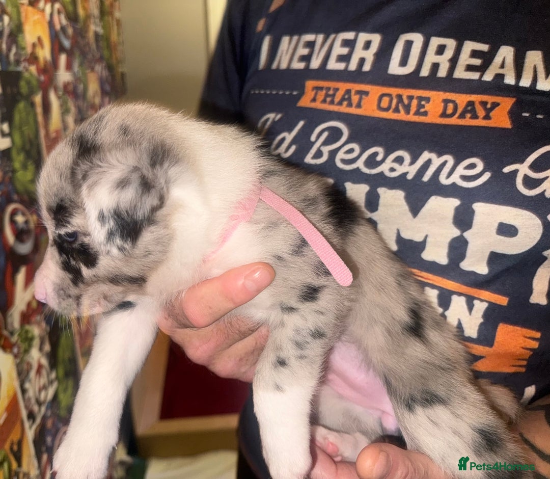 Border Collie dogs for sale: Beautiful border collie pups - Advert 6