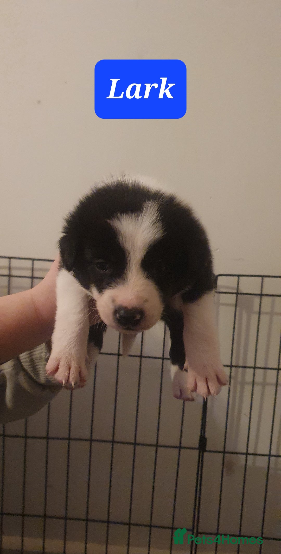 Border Collie dogs for sale: Border Collie puppies - Advert 8